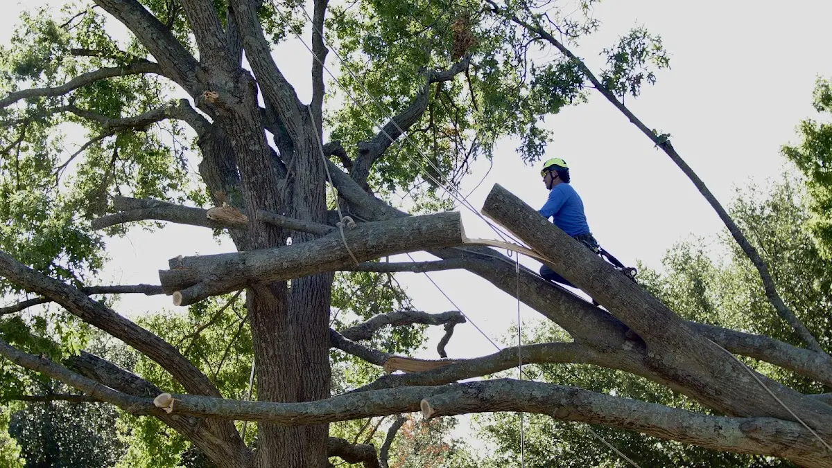 Professional Hazardous Tree Removal performed by certified arborists in Pingree