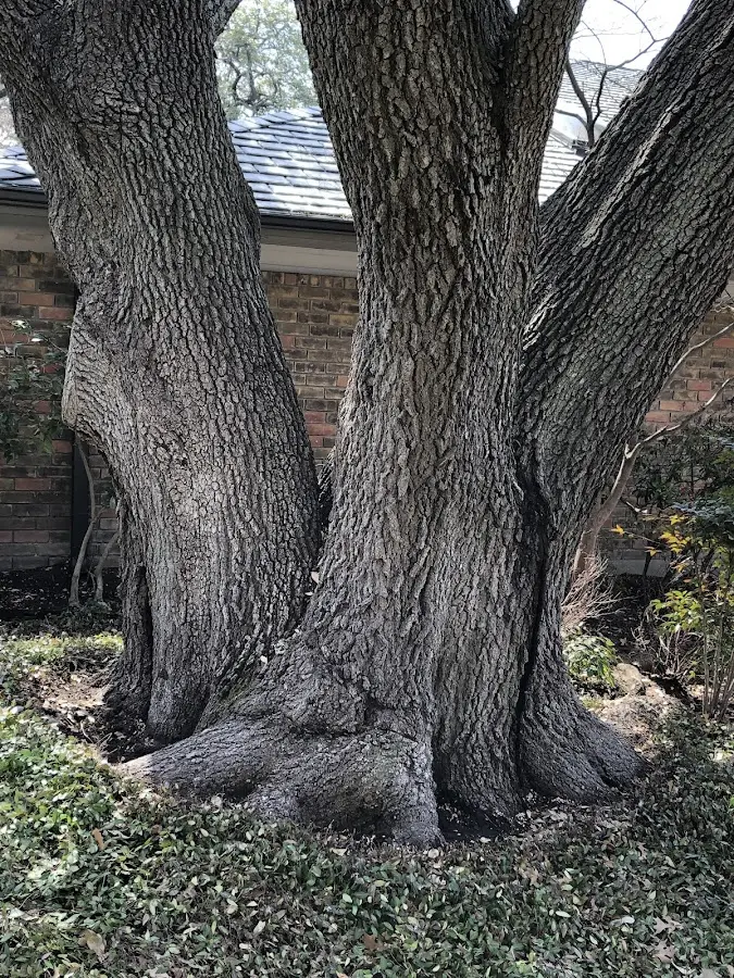 Mature heritage tree close to a Pingree property cared for by certified arborists